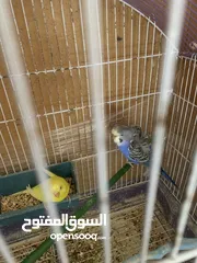  5 جوزين حب هوجو رومو للبيع او بدل
