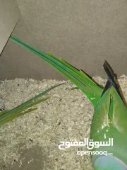  7 جوز درة  هندي اخضر  سوبر جامبو  صحه ونظافه جاهز للانتاج باذن الله  فقط 135 السعر حرق