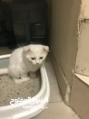  2 قط سكوتش مع شيراز