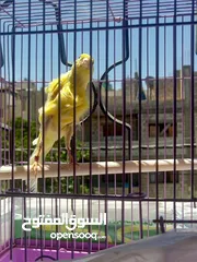  15 عصافير وطيور للبيع