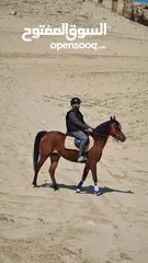  1 Horse Riding classes