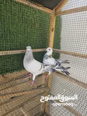  5 حمام سوري عبسي وريحاني