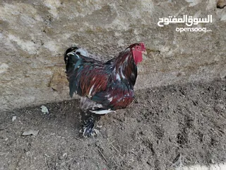  1 ديك براهمي كفالة إنتاج