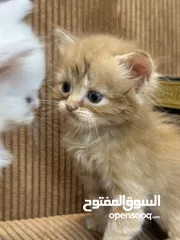  22 5 قطط هملايا للبيع – نابلس