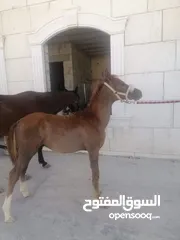  8 مهر للبيع ..