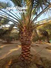  26 Date Palm Trees