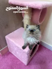  2 بيور هيمالايا كتن Cute Himalayan kitty