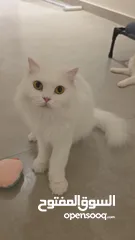  8 قطط كبيرة للتبني انواع مكس