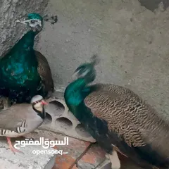  2 طاووس هندي وشنار بلدي