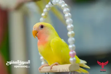  20 يتوفر لدينا مجموعه انواع طيور اليفه  دره اليف  لوري اليف  كوكتيل اليف  روز اليف  حب اليف