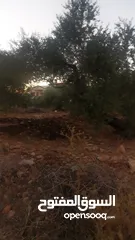  5 ارض مميزة للبيع في جيوس مساحات متعددة طابو منطقة بي..