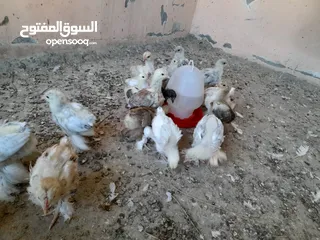  9 صيصان براهما مستويات عالية