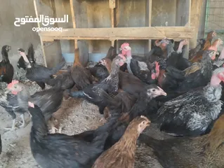  2 فراخ بلدي للبيع