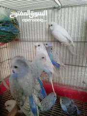 2 طيور للبيع