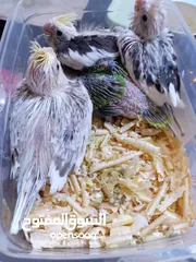  3 يتوفر فراخ زق دره  يتوفر فراخ زق كوكتيل