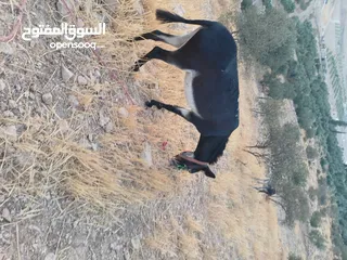  6 حماره مع جحشها