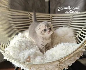  20 Scottish fold for reservation