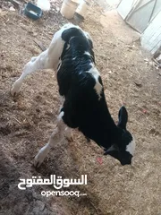  1 عجل في ملكا لواء بني كنانه