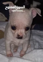  1 Chihuahuas