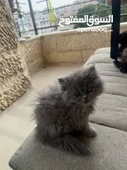  4 قطط سكوتش فولد مكس عدد 2  العمر شهرين وأسبوع إناث للبيع بسعر مغرررررري