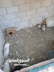  1 ارانب معاشير للبيع