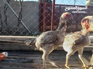  6 جاج ألماني وفارسي
