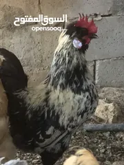  2 دجاج براهمي