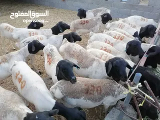  3 صول دفعه جديده من الكباشه والتيوس الصوماليه