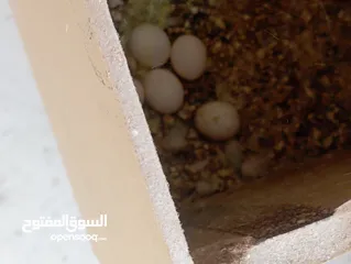  6 جوز حب نخب وفحلين كنار