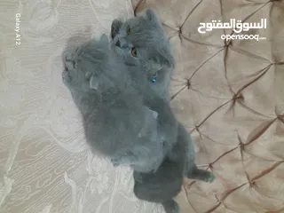  7 قطط سكواتش فولد  الام والاب  نفس الفصيله الاذن  قصيره   لس لم يتم الفطام البيع الام  والاولاد