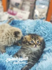  7 قطط إسكتلندية  العمر 55 يوم ، شوف الريلز والعرض السفاح اذا مش كامل حاكيني لابعتلك العرض