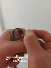  5 متاح حساسين  اربع فحول وخمس طواير  و   كنار طيره صريره حسون