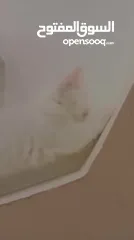  10 قطط انقورا تركي ذكور للبيع القطط صحه و جمال و اناقه و ادب و احترام ما شاء الله