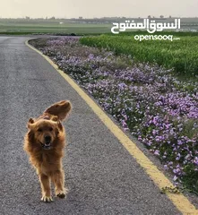  7 جوز Golden Retriever جولدن ريتريفر اصلي ذكر وأنثى لأعلى سعر