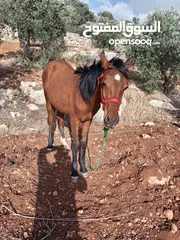  3 مهر نخب العمر 10 شهور وهادي ودم حامي