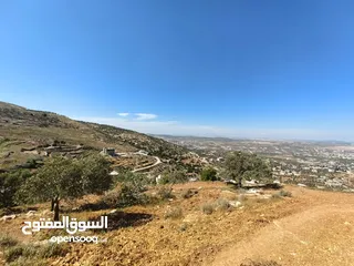  2 قطعة ارض 19 دنم زيتون كوشان واحد سعر ببلاش