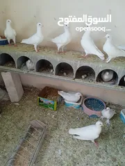  3 حمام فرنسي