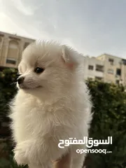  16 جراء بوميريان اصغر حجم تيكب