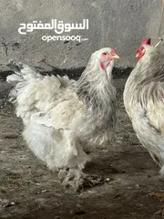  10 دجاج براهما للبيع خط اول