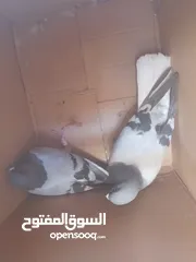  9 انواع حمام مكفول