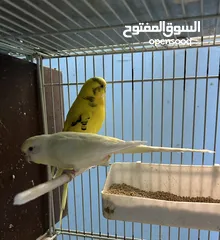  1 جوزين طيور حب شغالين للبيع