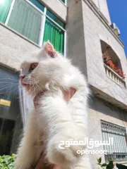  2 قطط ام وابنها بيور