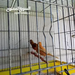  6 جوز كنار نخب النخب