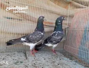  2 حقم عماني اصلي متروس لحم