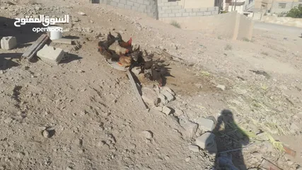  1 فرخات بلدي