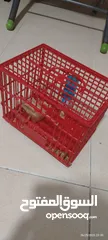  2 بطه مع قفصها