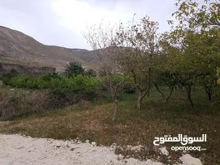  11 ارض للبيع في الحمه الاردنيه مزروع جوافه وكل انواع الحمضيات بثلاثه قواشين مستقلات ومتلاصقات لمالك واح