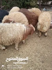  4 خرفان وزن ثقيل العمر 10شهور