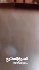  3 طيور كوكتيل فراخ للزق اليدوي