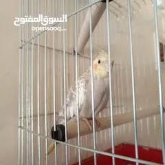  4 ذكر كوكتيل عمر 5 اشهر  البيع مع القفص